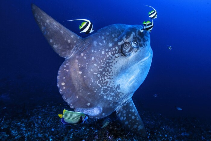 7 Best Places to Dive with Mola Mola in the World
